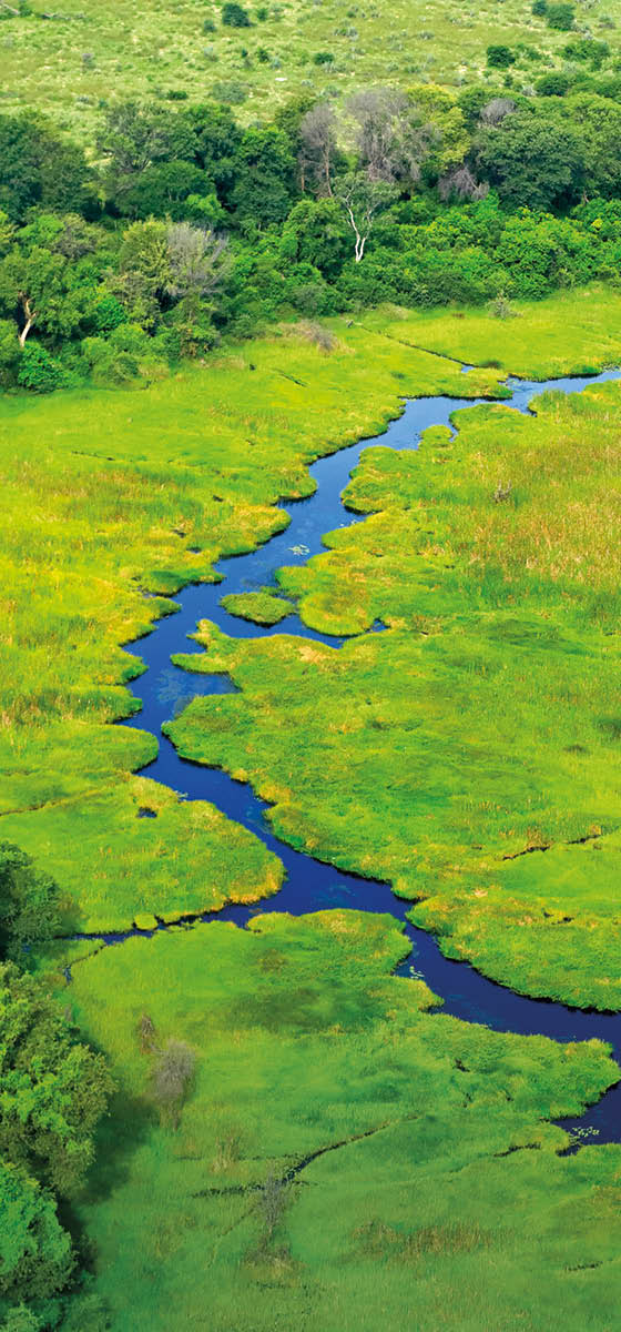 Immagine di una palude presa dall'alto. Molto verde